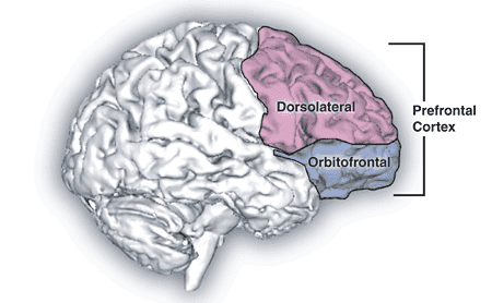 粉色＝背外侧前额叶，位于大脑前部，是人脑的“理性中心”